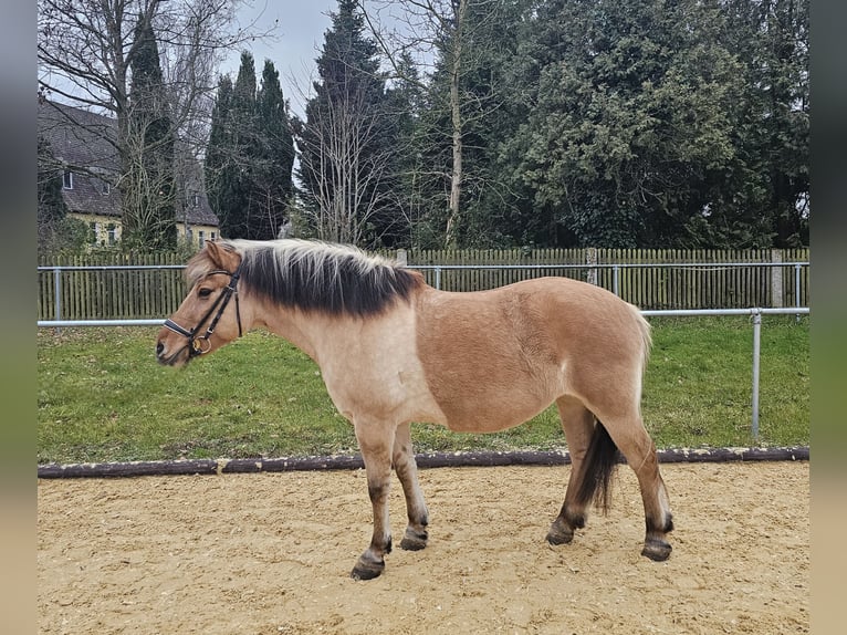 Caballo del fiordo noruego (Fjord) Yegua 8 años 150 cm Bayo in N&#xFC;rnberg