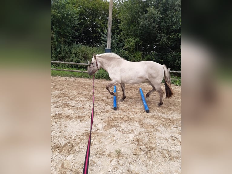 Caballo del fiordo noruego (Fjord) Yegua 9 años 148 cm Bayo in Emkendorf