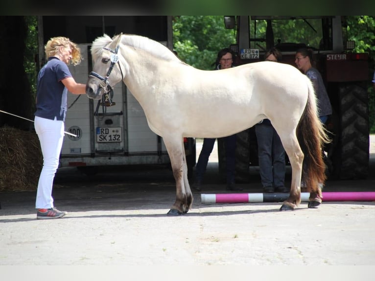 Caballo del fiordo noruego (Fjord) Yegua 9 años 148 cm Bayo in Emkendorf