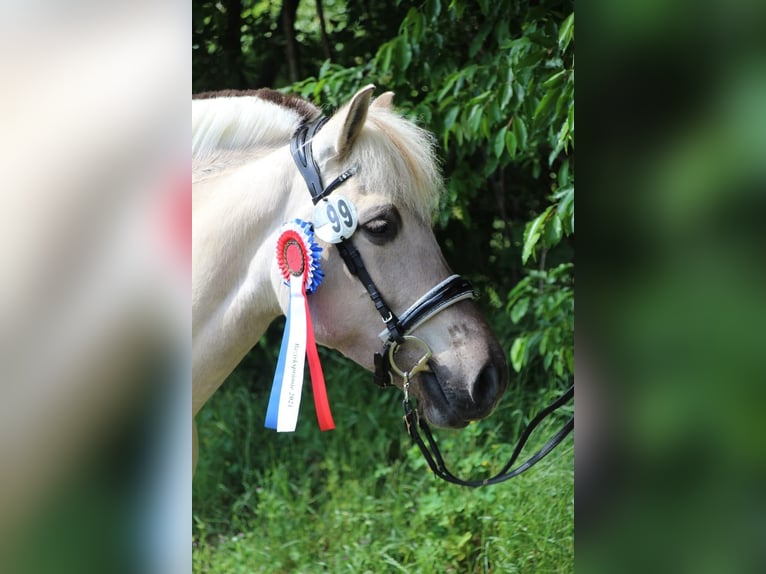 Caballo del fiordo noruego (Fjord) Yegua 9 años 148 cm Bayo in Emkendorf