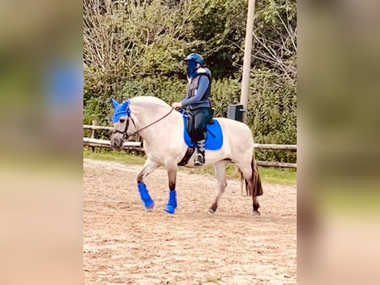Caballo del fiordo noruego (Fjord) Yegua 9 años 148 cm Bayo in Emkendorf