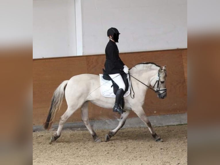 Caballo del fiordo noruego (Fjord) Yegua 9 años 148 cm Bayo in Emkendorf