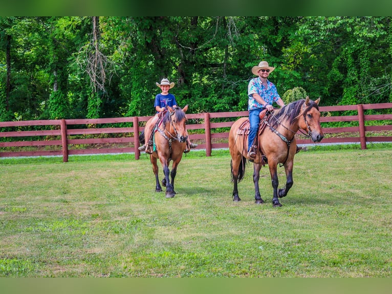 Caballo del fiordo noruego (Fjord) Yegua 9 años in Flemingsburg KY