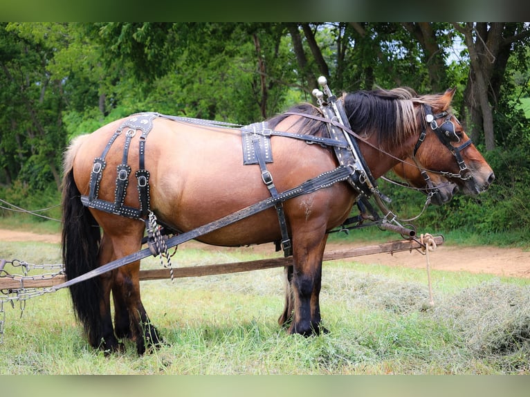 Caballo del fiordo noruego (Fjord) Yegua 9 años in Flemingsburg KY