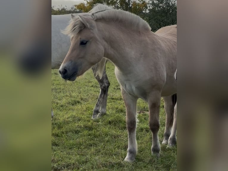 Caballo del fiordo noruego (Fjord) Yegua Potro (03/2025) 145 cm Bayo in Steinbergkirche