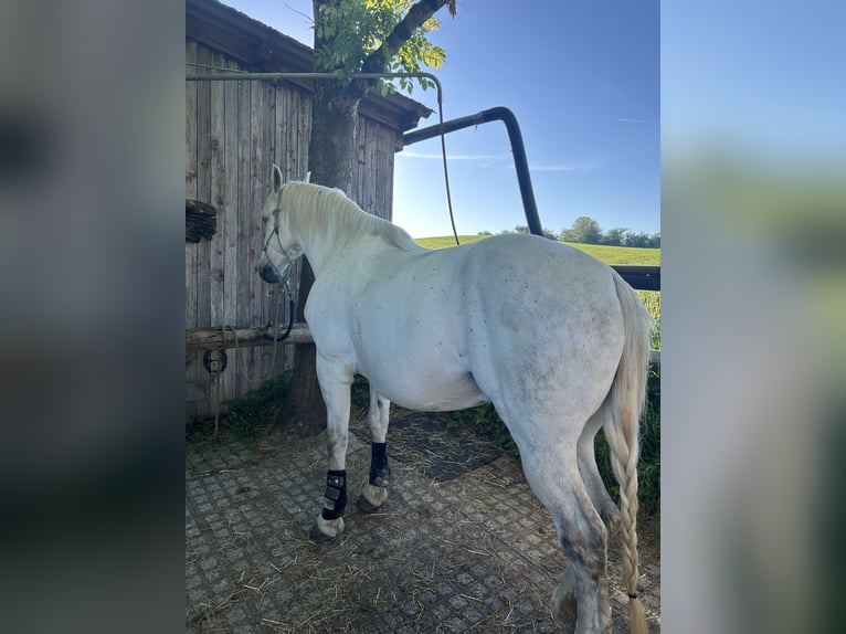 Caballo deportivo polaco Caballo castrado 10 años 165 cm Tordo in Nattheim