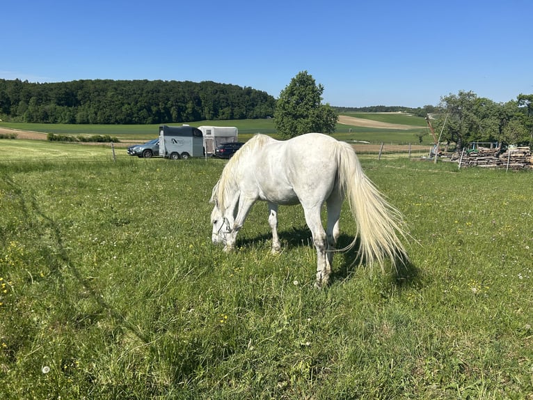 Caballo deportivo polaco Caballo castrado 10 años 165 cm Tordo in Nattheim