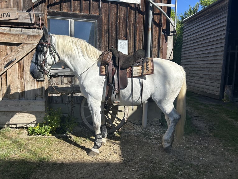 Caballo deportivo polaco Caballo castrado 10 años 165 cm Tordo in Nattheim