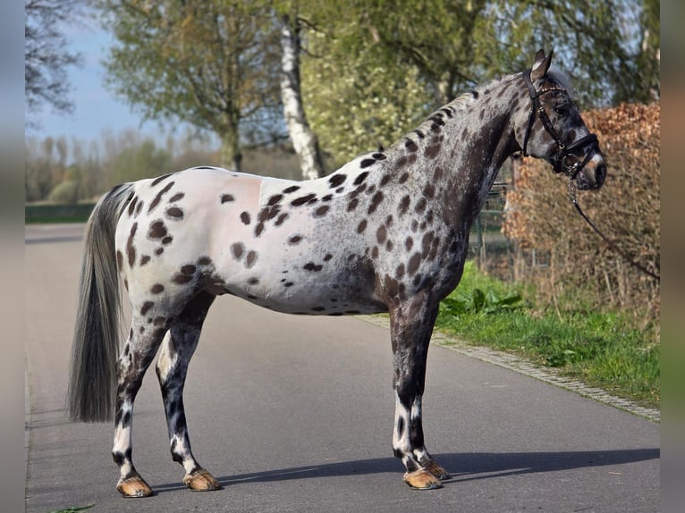 Caballo deportivo polaco Caballo castrado 10 años 168 cm Atigrado/Moteado in Someren