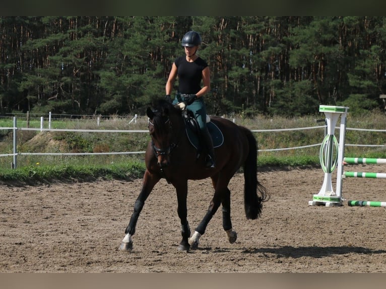 Caballo deportivo polaco Caballo castrado 10 años 170 cm Castaño in Berlin