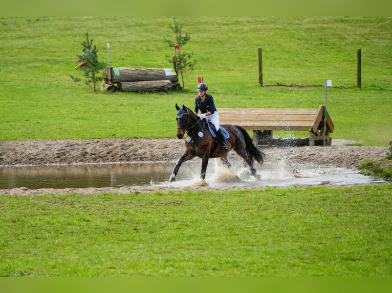 Caballo deportivo polaco Caballo castrado 10 años 170 cm Castaño in Berlin