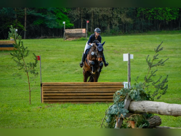 Caballo deportivo polaco Caballo castrado 10 años 170 cm Castaño in Berlin