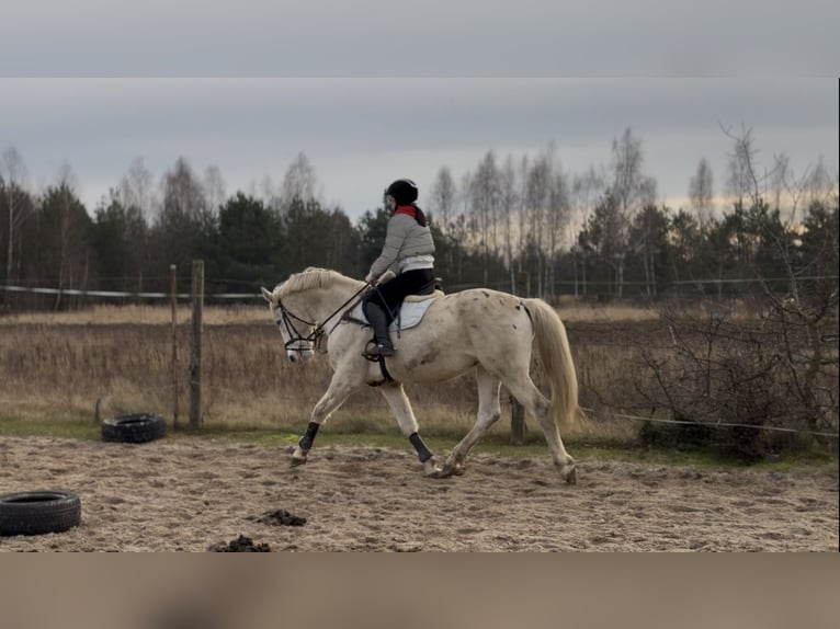 Caballo deportivo polaco Caballo castrado 10 años 175 cm Atigrado/Moteado in Biała Podlaska
