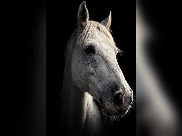 Caballo deportivo polaco Caballo castrado 10 años 175 cm Atigrado/Moteado in Biała Podlaska