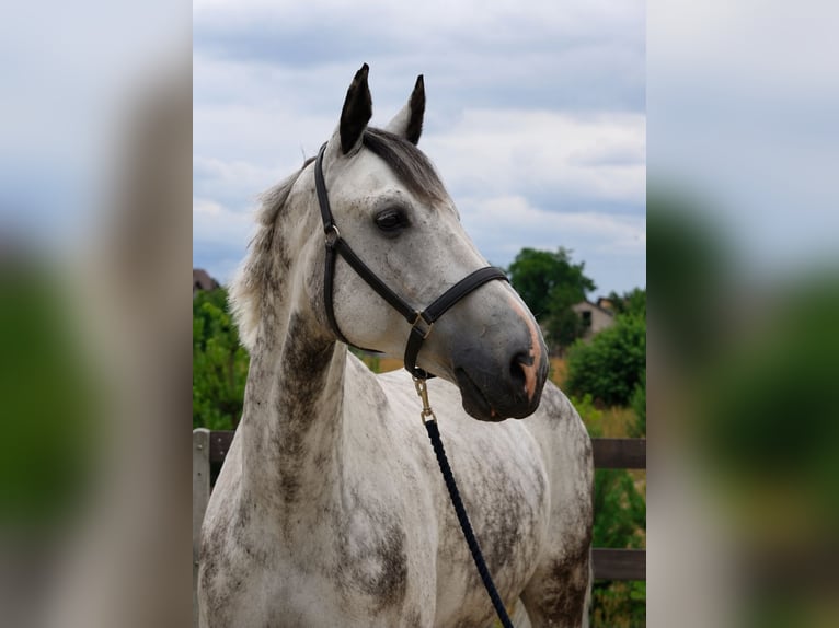Caballo deportivo polaco Caballo castrado 10 años 176 cm Tordo in Radom