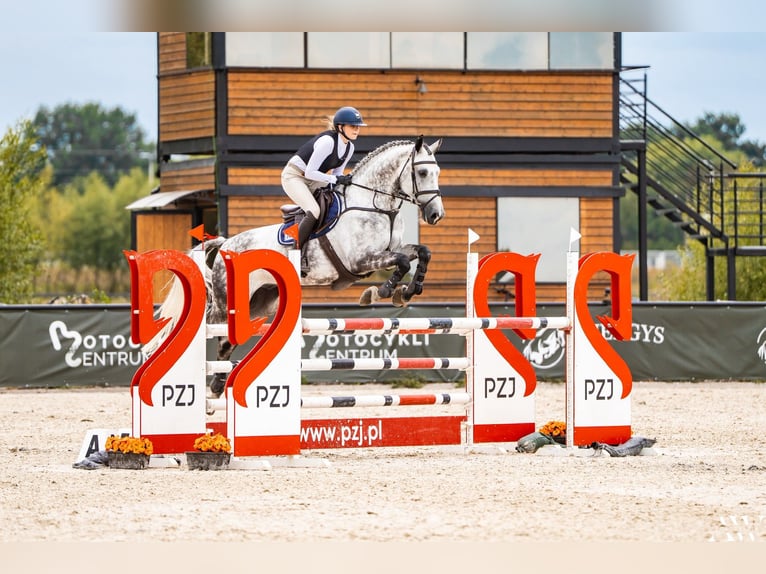 Caballo deportivo polaco Caballo castrado 10 años 176 cm Tordo in Radom