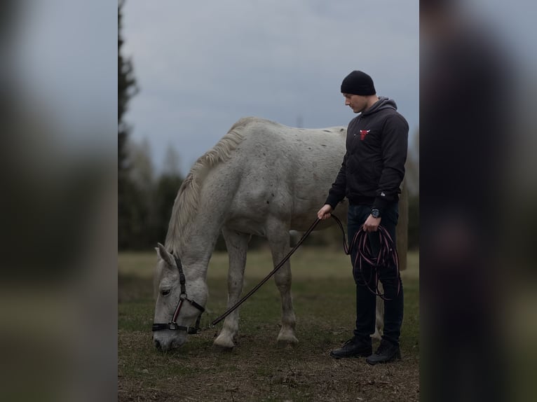 Caballo deportivo polaco Caballo castrado 10 años 180 cm Tordo picazo in Biała Podlaska