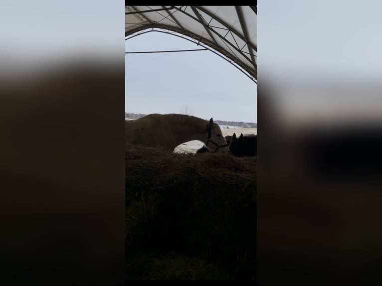 Caballo deportivo polaco Caballo castrado 10 años 185 cm Atigrado/Moteado in Biała Podlaska