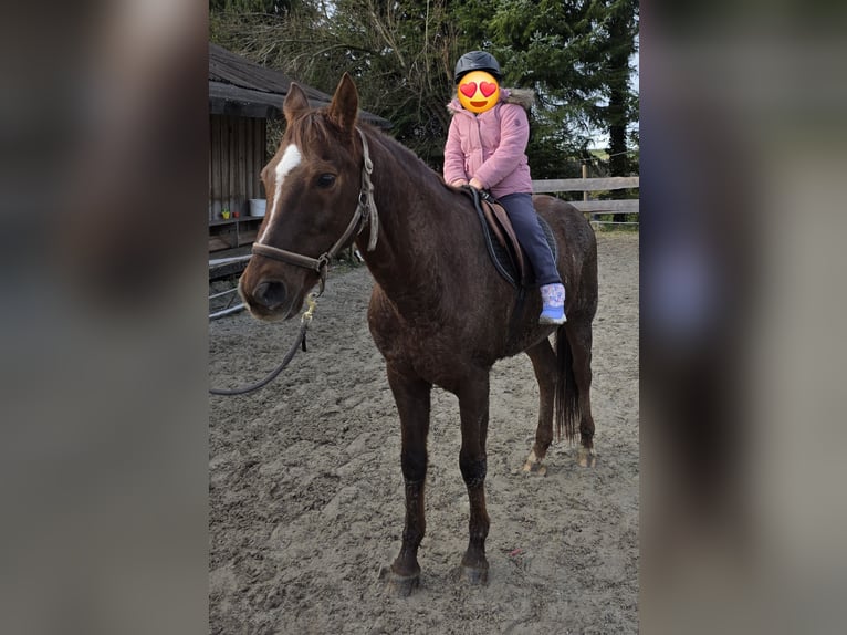 Caballo deportivo polaco Mestizo Caballo castrado 11 años 149 cm Alazán-tostado in Möggers