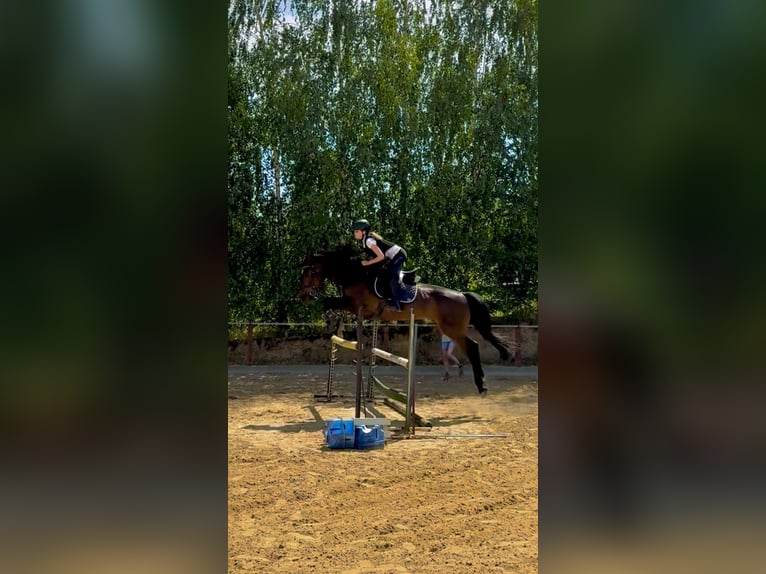 Caballo deportivo polaco Caballo castrado 11 años 167 cm Castaño oscuro in Sandomierz