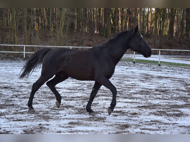 Caballo deportivo polaco Caballo castrado 11 años 167 cm Morcillo in Chelmno