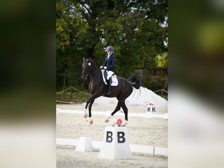 Caballo deportivo polaco Caballo castrado 11 años 180 cm Negro in Wałbrzych