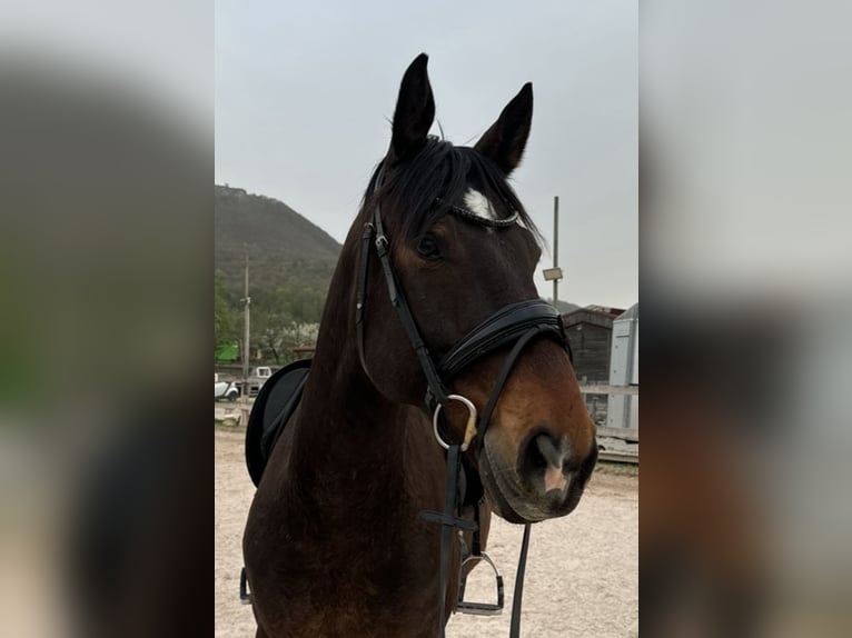 Caballo deportivo polaco Caballo castrado 12 años 165 cm Castaño in Bissingen an der Teck