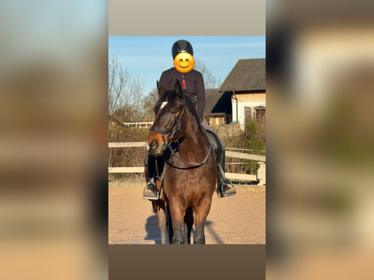 Caballo deportivo polaco Caballo castrado 12 años 165 cm Castaño in Bissingen an der Teck