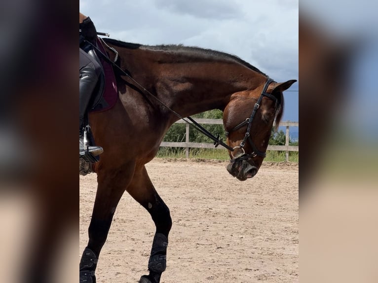 Caballo deportivo polaco Caballo castrado 12 años 165 cm Castaño in Bissingen an der Teck