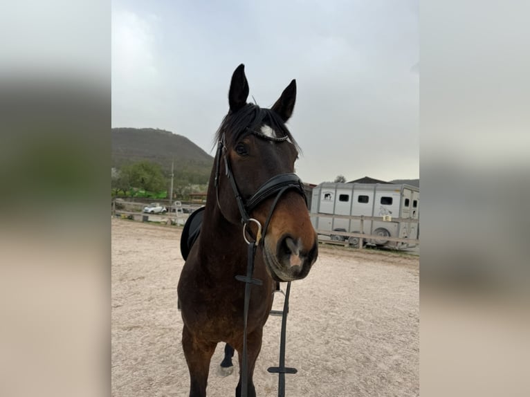 Caballo deportivo polaco Caballo castrado 12 años 165 cm Castaño in Bissingen an der Teck