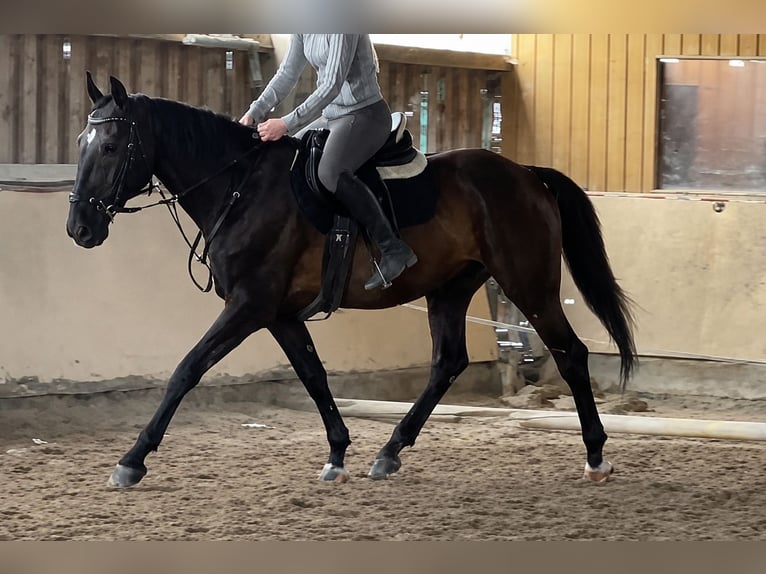 Caballo deportivo polaco Caballo castrado 12 años 165 cm Negro in Würzburg
