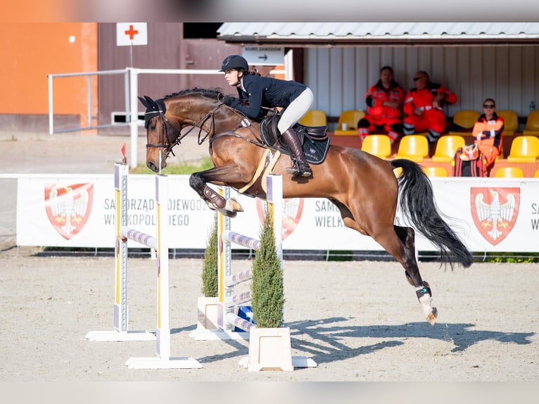 Caballo deportivo polaco Caballo castrado 12 años 167 cm Castaño in Turek