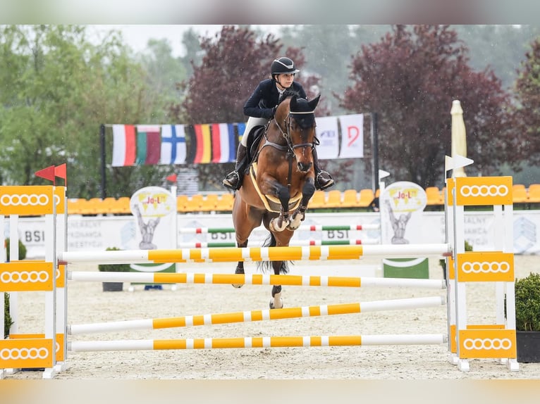 Caballo deportivo polaco Caballo castrado 12 años 167 cm Castaño in Turek