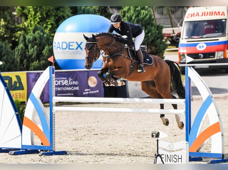 Caballo deportivo polaco Caballo castrado 12 años 167 cm Castaño in Turek