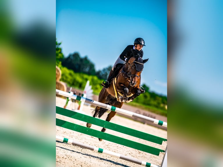 Caballo deportivo polaco Caballo castrado 12 años 167 cm Castaño in Turek