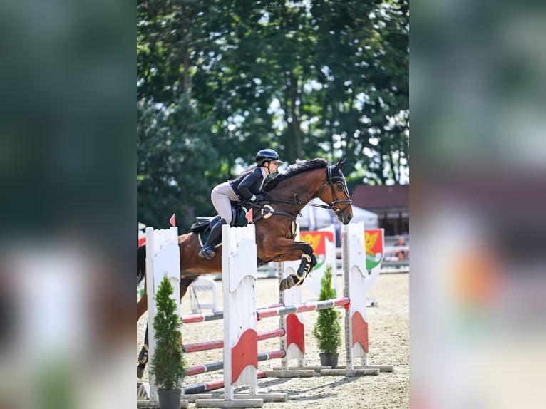 Caballo deportivo polaco Caballo castrado 12 años 167 cm Castaño rojizo in Che&#x142;m&#x17C;a