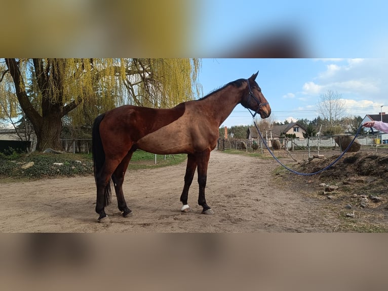 Caballo deportivo polaco Caballo castrado 12 años 180 cm Castaño in Grudziądz
