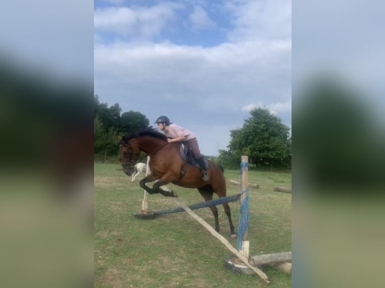 Caballo deportivo polaco Caballo castrado 13 años 156 cm Castaño in Ansbach