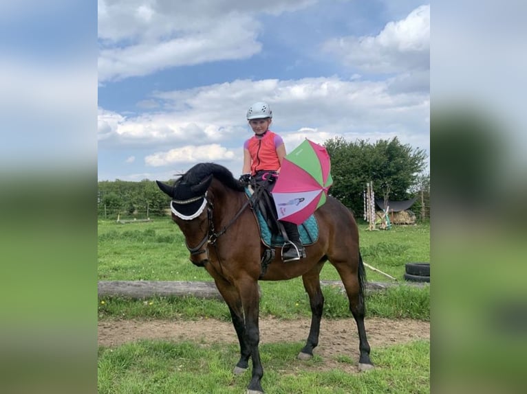 Caballo deportivo polaco Caballo castrado 13 años 156 cm Castaño in Ansbach