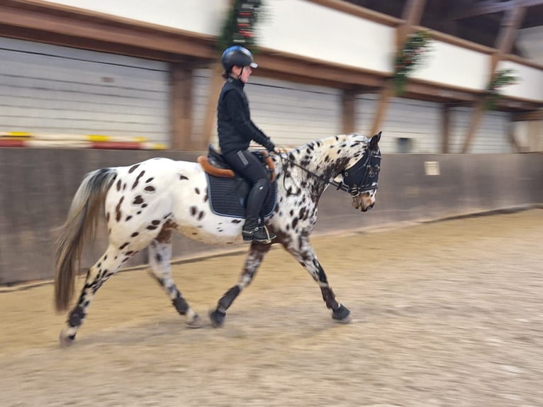 Caballo deportivo polaco Caballo castrado 13 años 160 cm Atigrado/Moteado in Pfedelbach