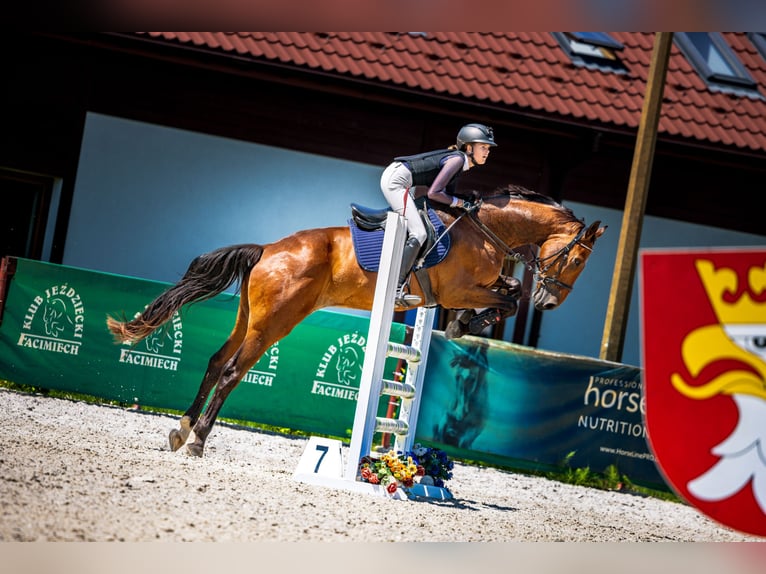 Caballo deportivo polaco Caballo castrado 13 años 167 cm Castaño in Orzesze