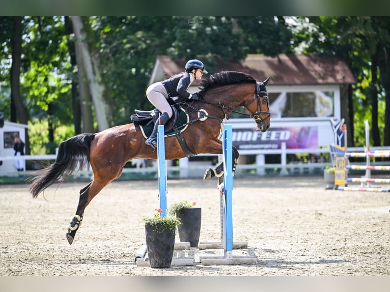 Caballo deportivo polaco Caballo castrado 13 años 167 cm Castaño rojizo in Chełmża