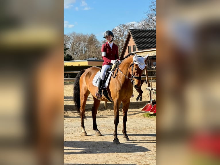 Caballo deportivo polaco Caballo castrado 13 años 168 cm Castaño in Beucha