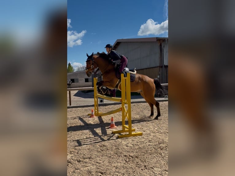 Caballo deportivo polaco Caballo castrado 13 años 168 cm Castaño in Beucha
