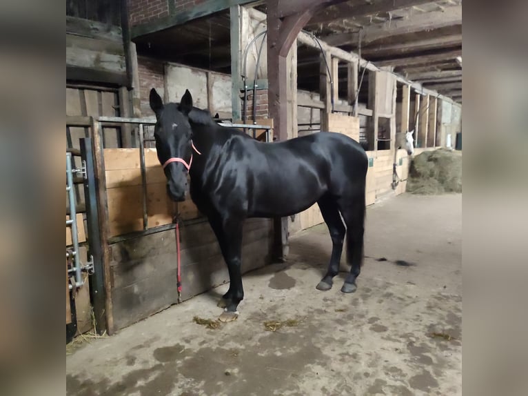Caballo deportivo polaco Caballo castrado 14 años 173 cm Negro in Bleckede