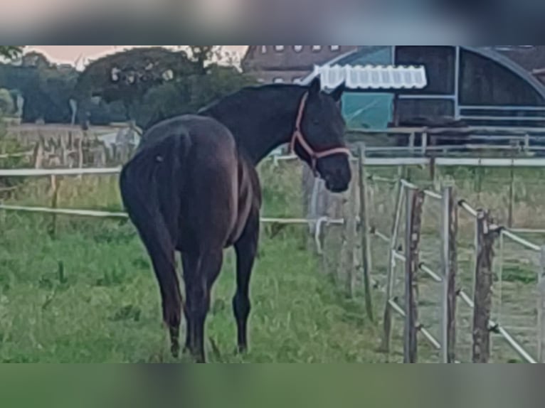 Caballo deportivo polaco Caballo castrado 14 años 173 cm Negro in Bleckede