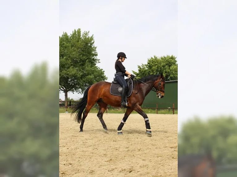 Caballo deportivo polaco Caballo castrado 15 años 160 cm Castaño in Sehnde