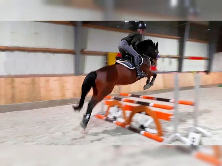 Caballo deportivo polaco Caballo castrado 15 años 160 cm Castaño in Sehnde
