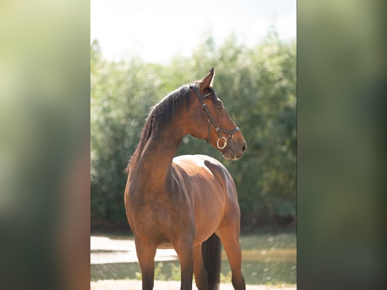 Caballo deportivo polaco Caballo castrado 15 años 160 cm Castaño in Sehnde