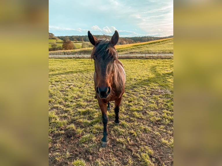 Caballo deportivo polaco Caballo castrado 18 años 150 cm Castaño in Bad Windsheim
